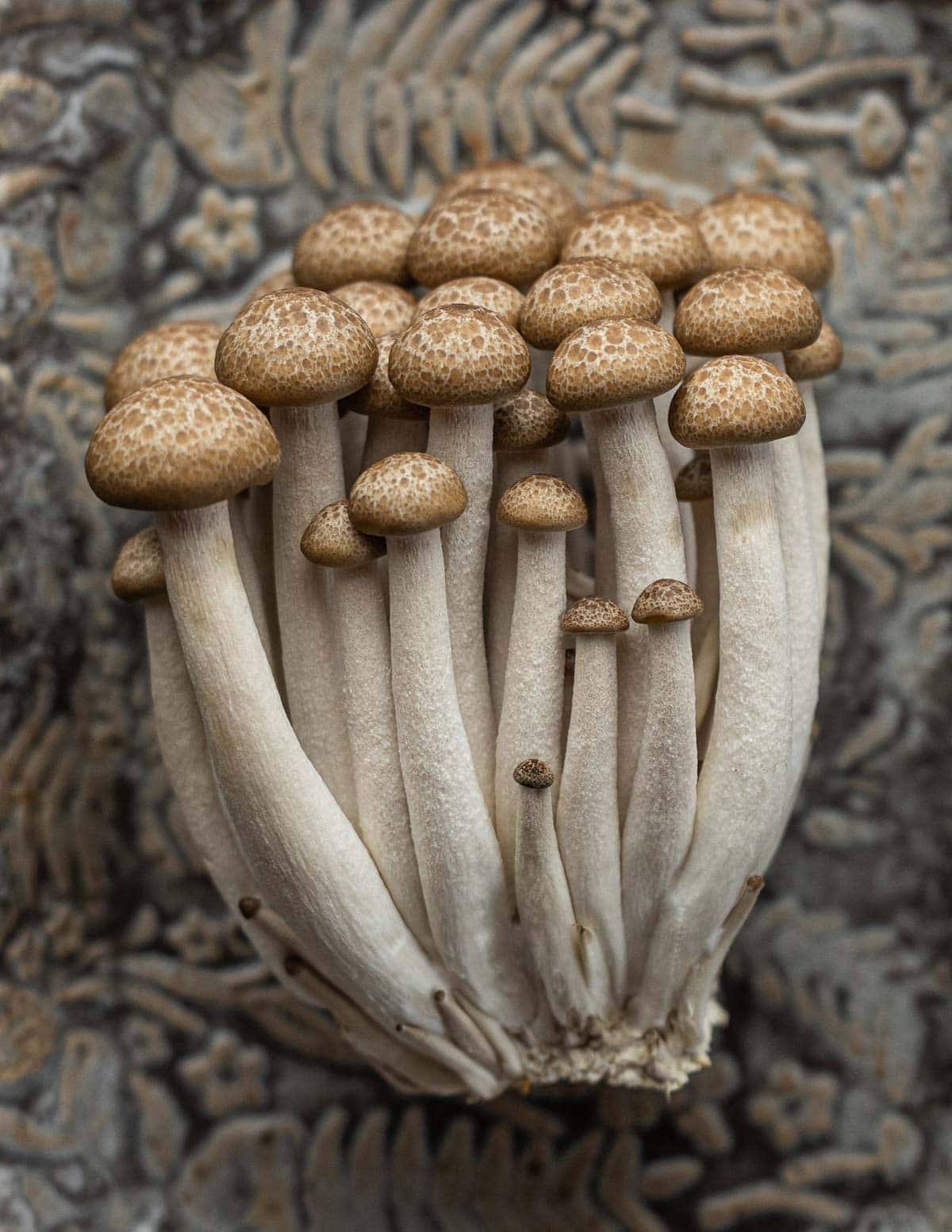 A close up image of a cluster of beech mushrooms or shimeji mushrooms on a ceramic plate. 