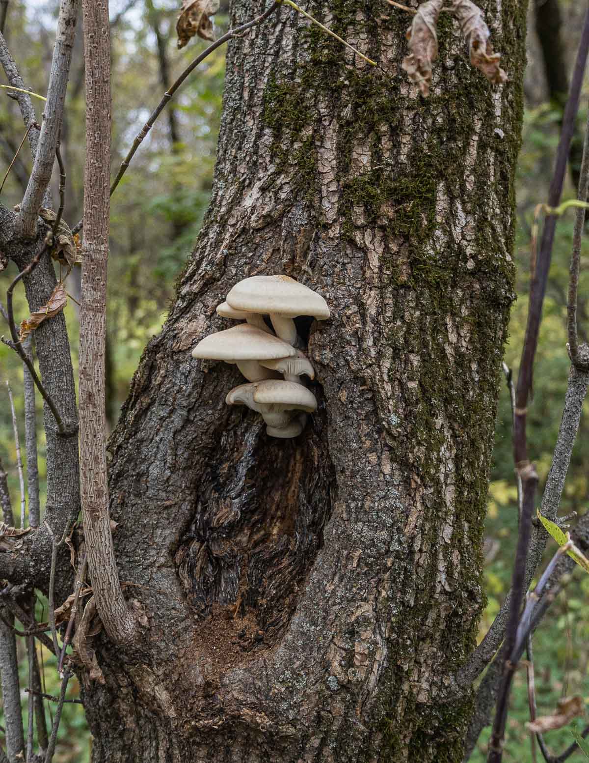 Elm oyster mushrooms growing on a tree. 