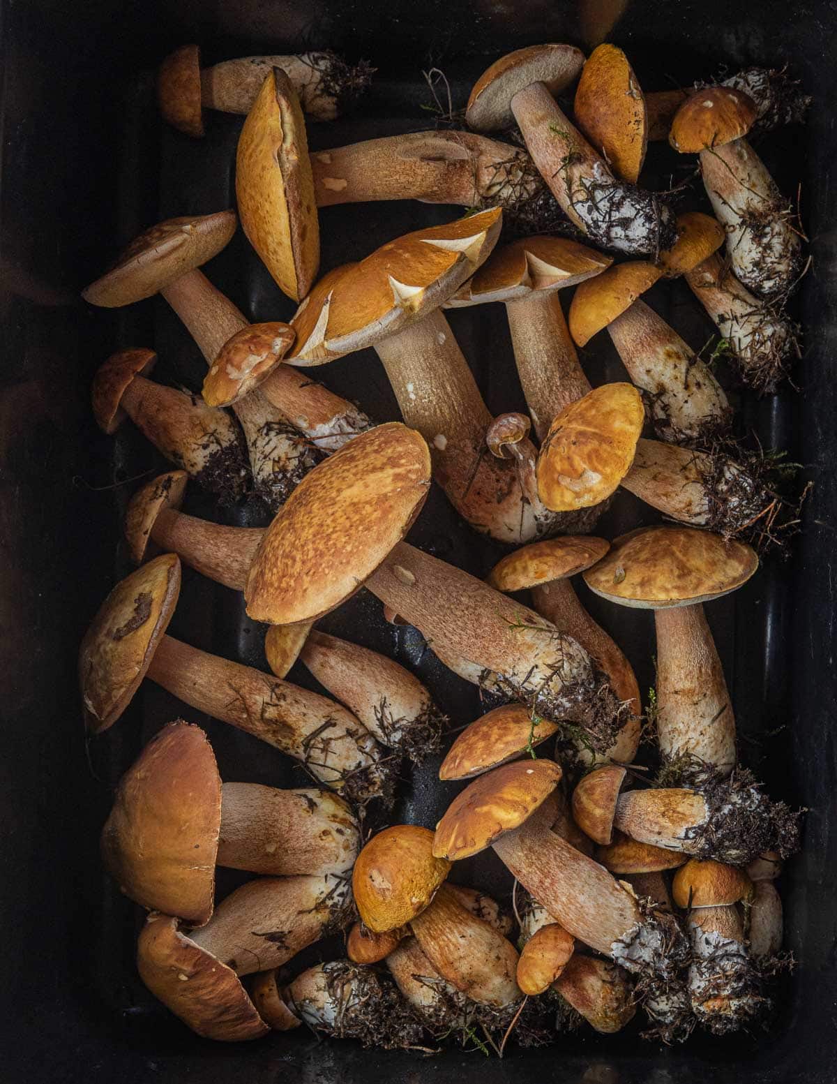 Many fresh pine porcini mushrooms or Boletus subcaerulescens with pine needles attached to whole mushrooms. 