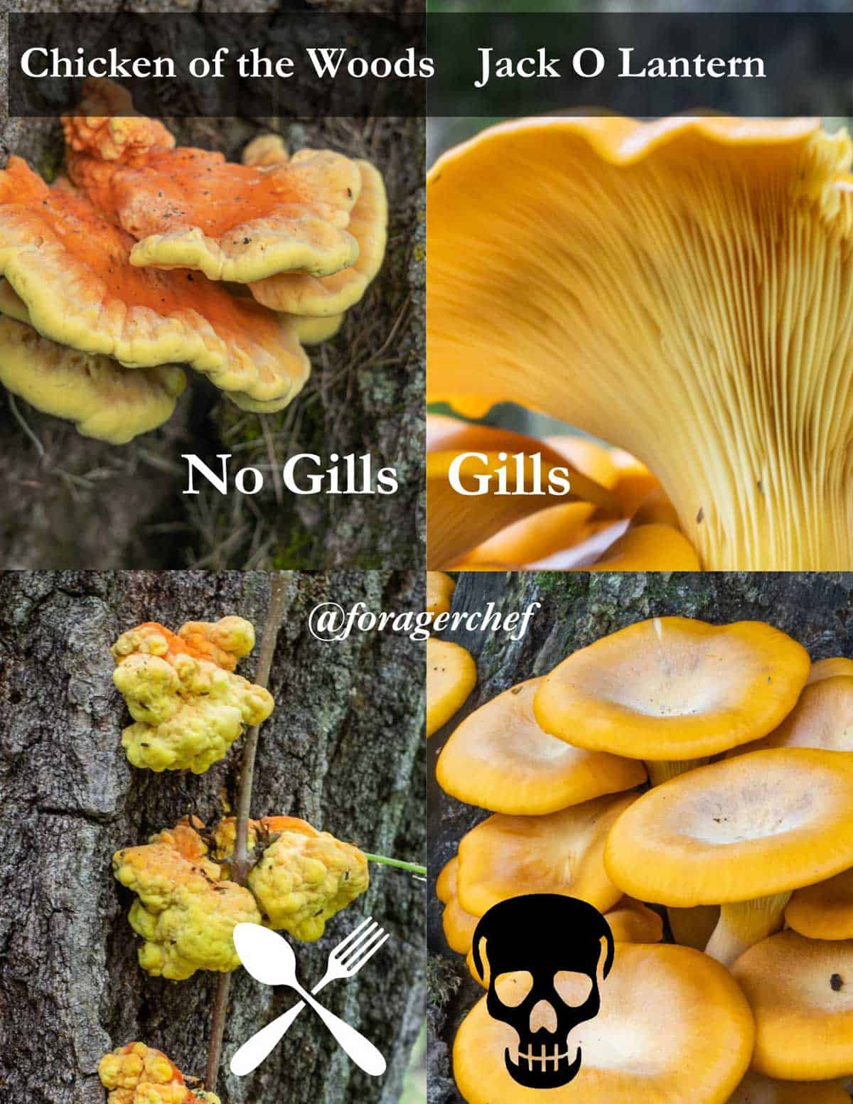 An infographic showing chicken of the woods mushrooms next to poisonous look a alike jack o lantern mushrooms for comparison.