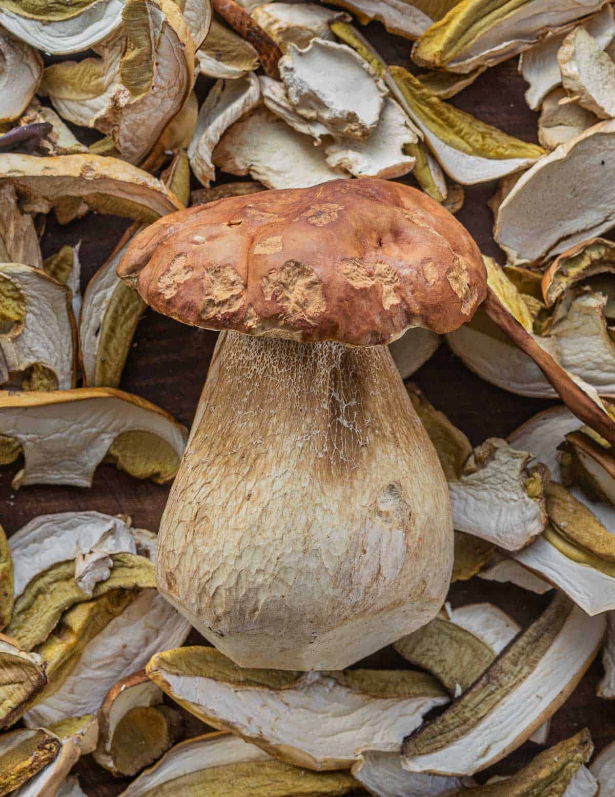 A fresh porcini mushroom from Wisconsin surrounded by dried porcini mushrooms. 