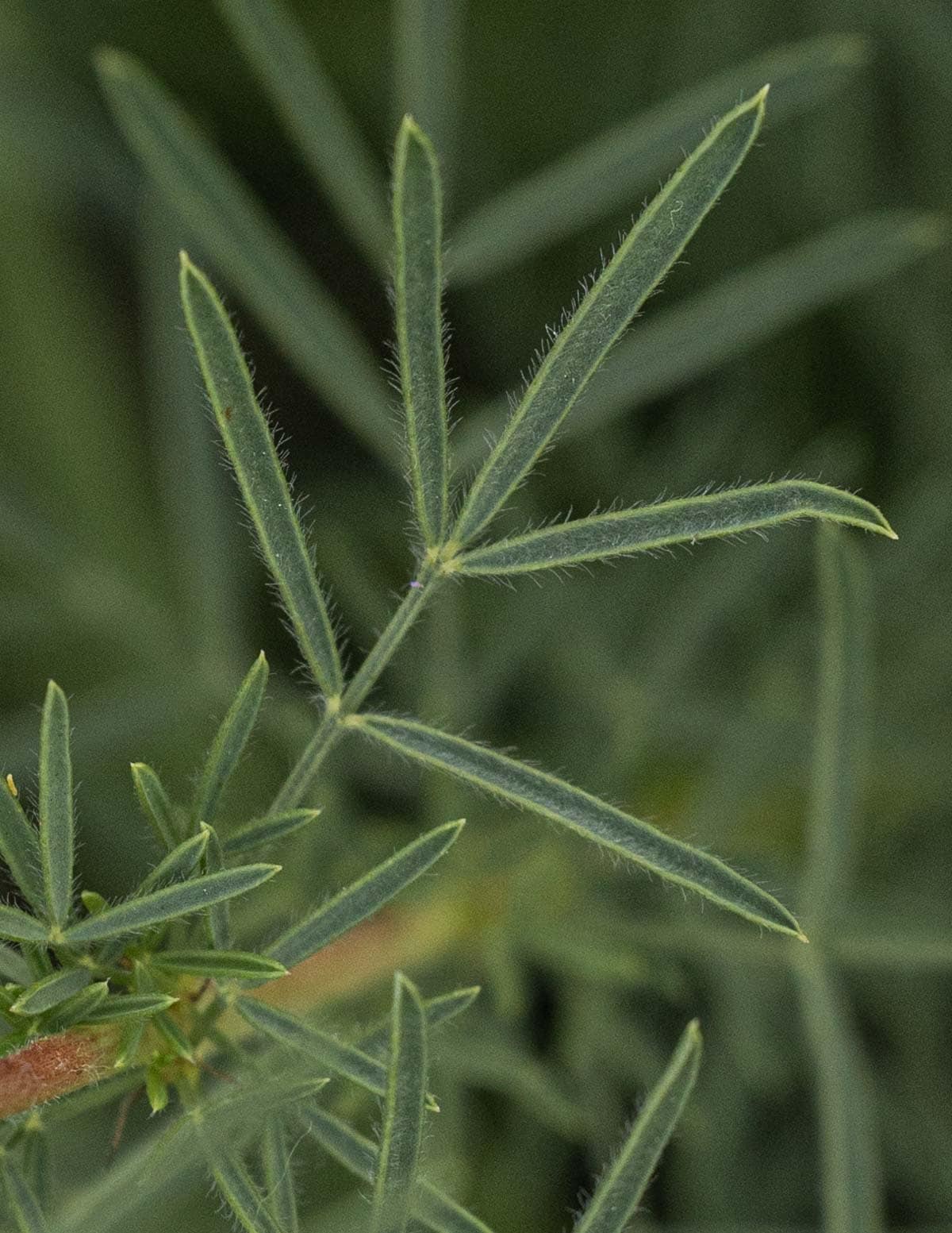 A close up image of purple prairie clover leaves showing leguminous characteristics and fine hairs. 
