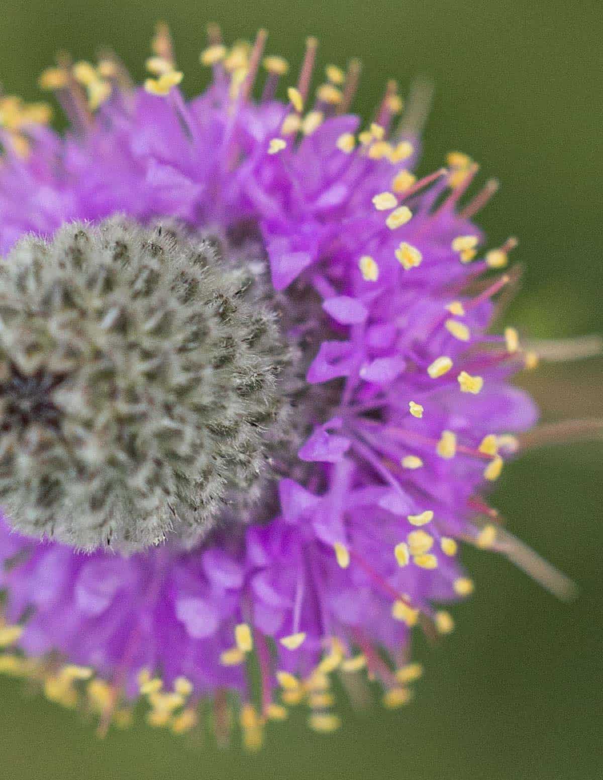 Close up magnified image of blooming purple prairie clover (Dale purpurea) flowers blooming with focus on the yellow anthers filled with pollen. 