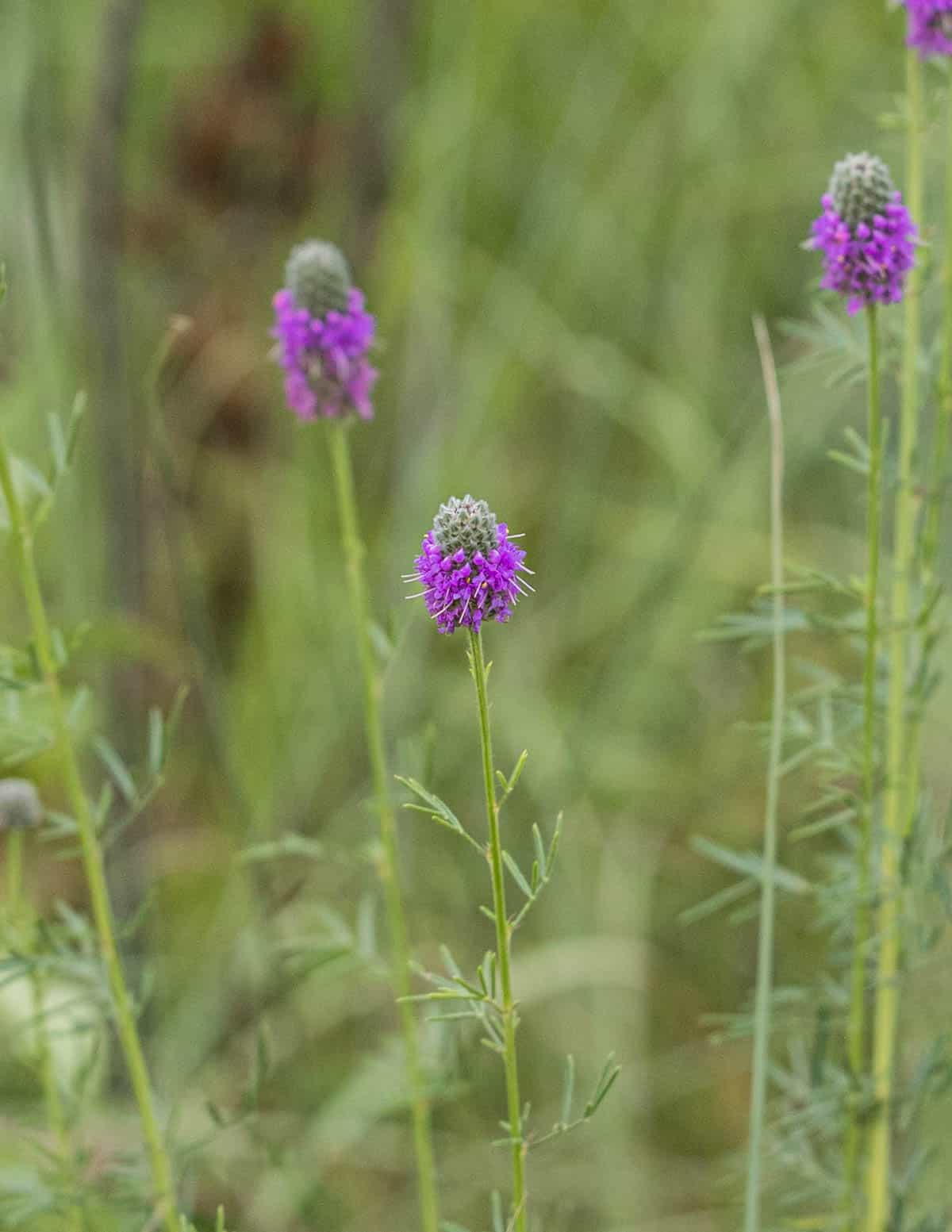 Close up image of purple prairie clover showing purple flowers in the summer.