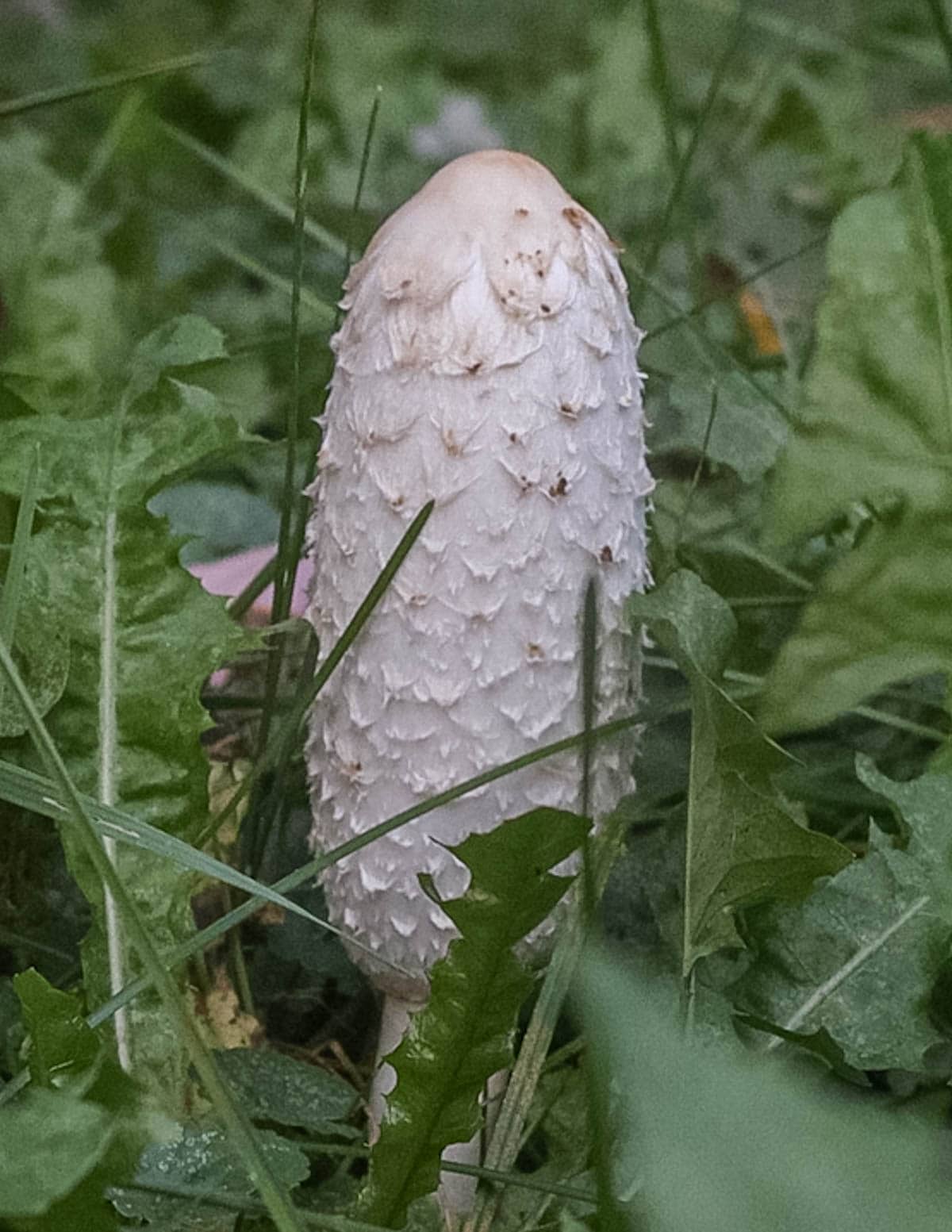 Mature shaggy mane mushroom (Coprinus comatus) growing in the spring. 