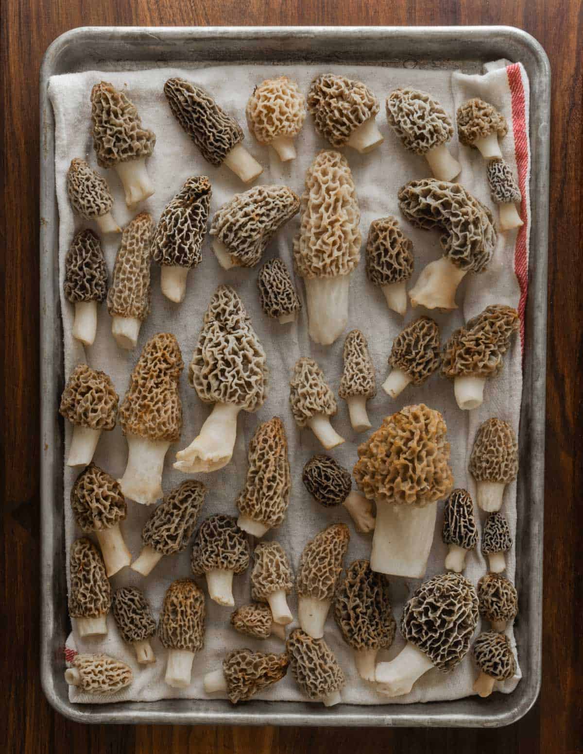 A large variety of common morel mushrooms (Morchella americana showing the differences in grey and yellow color as the mushrooms mature.
