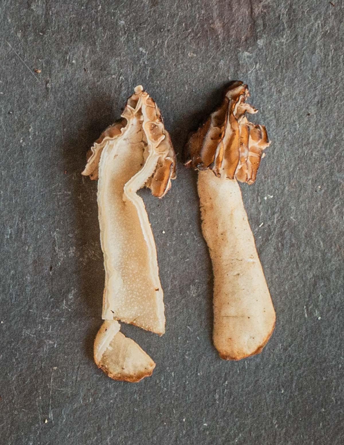 Half free morels cut in half to show how the cap connects at a half way point for identification