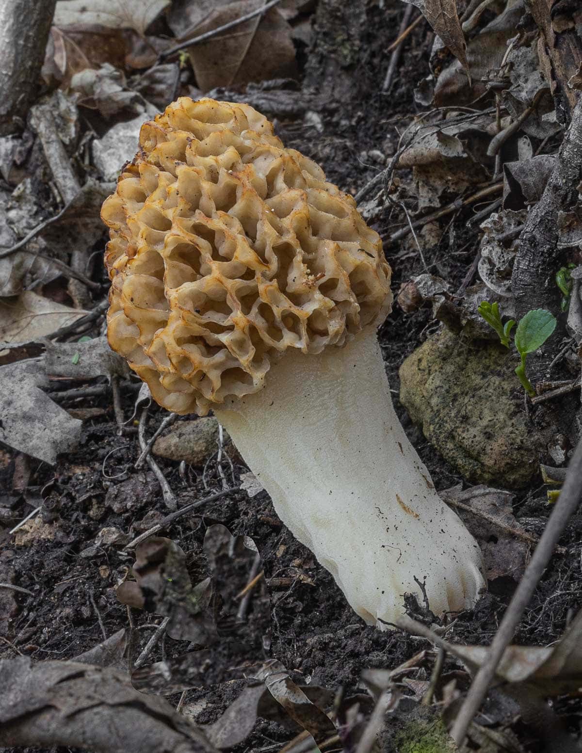 A mature blonde morel growing in the spring. 