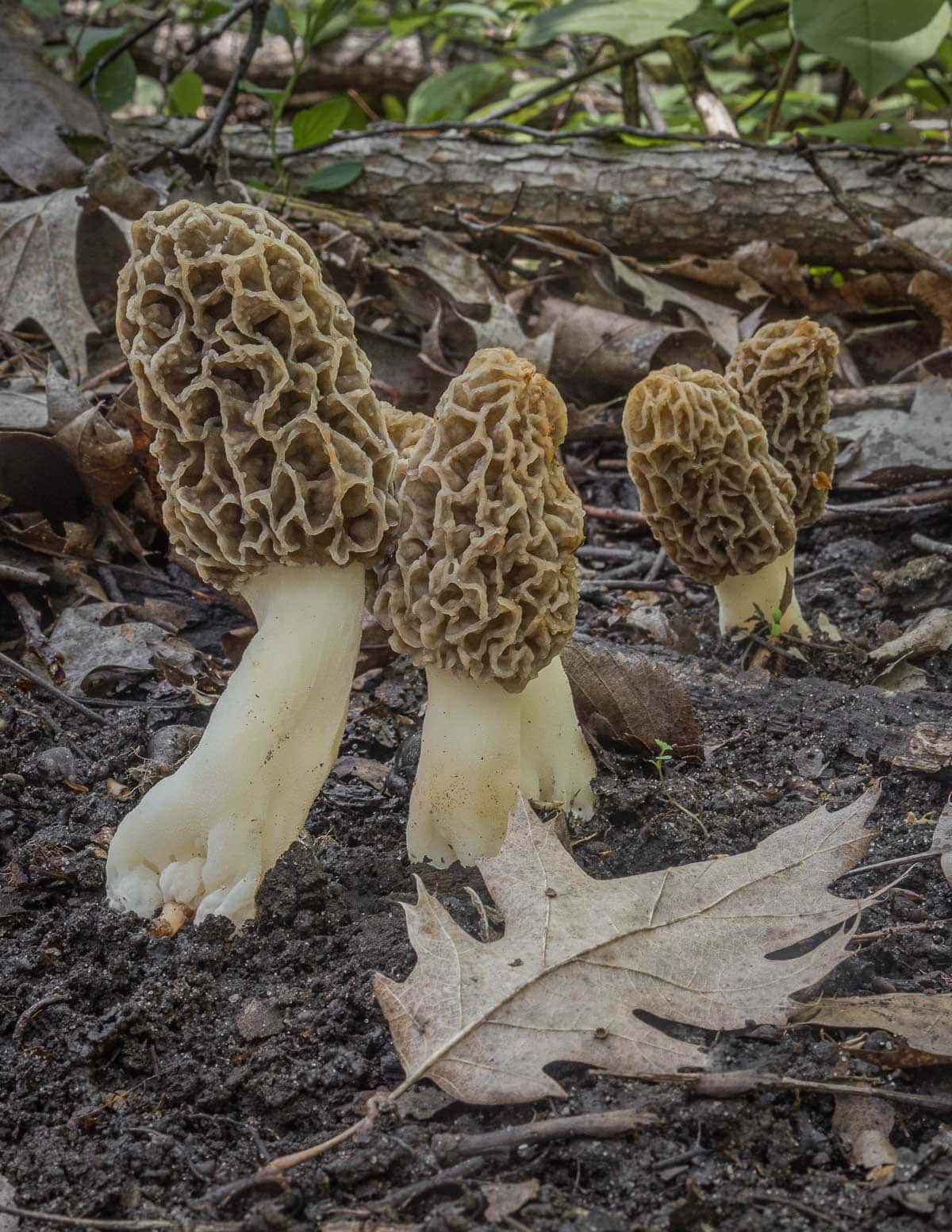 Grey morels growing near dying elm trees in the spring. 