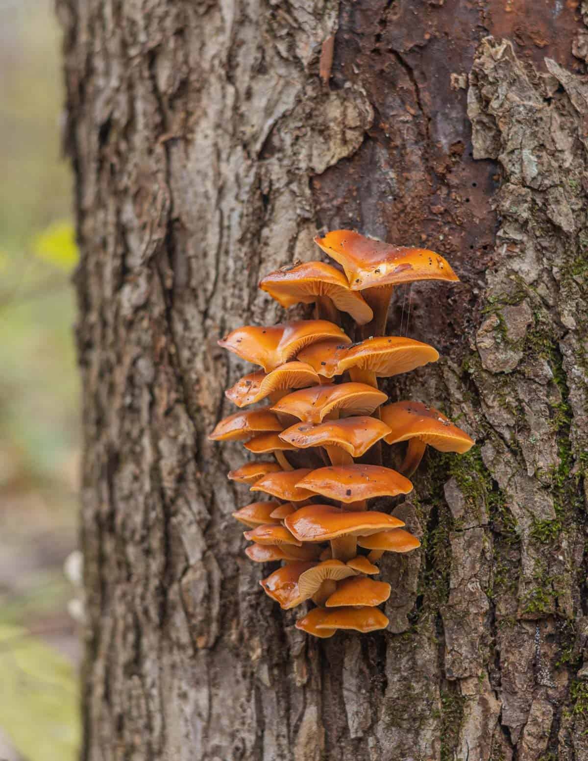 Wild enoki mushrooms (Flaummulina velutipes) growing from an elm tree in the spring. 