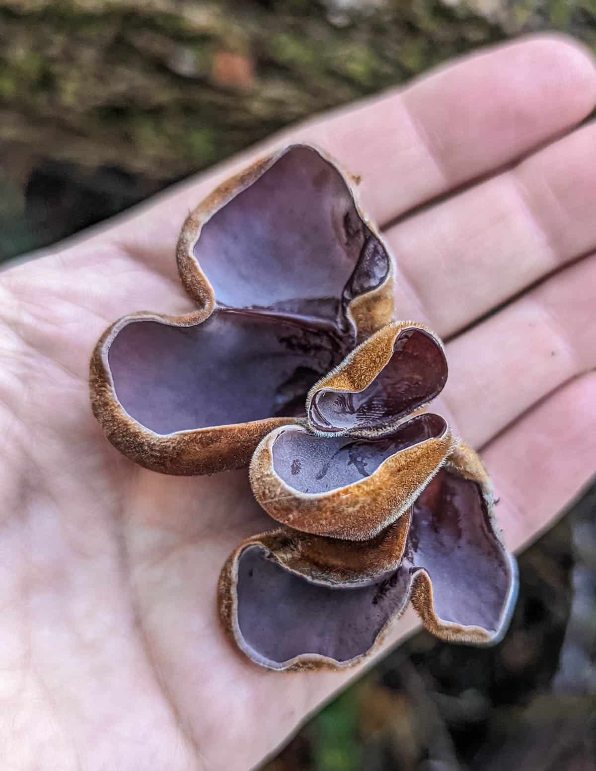 A hand holding fresh wood ear mushrooms (Auricularia) showing bloom on the hymenium) 