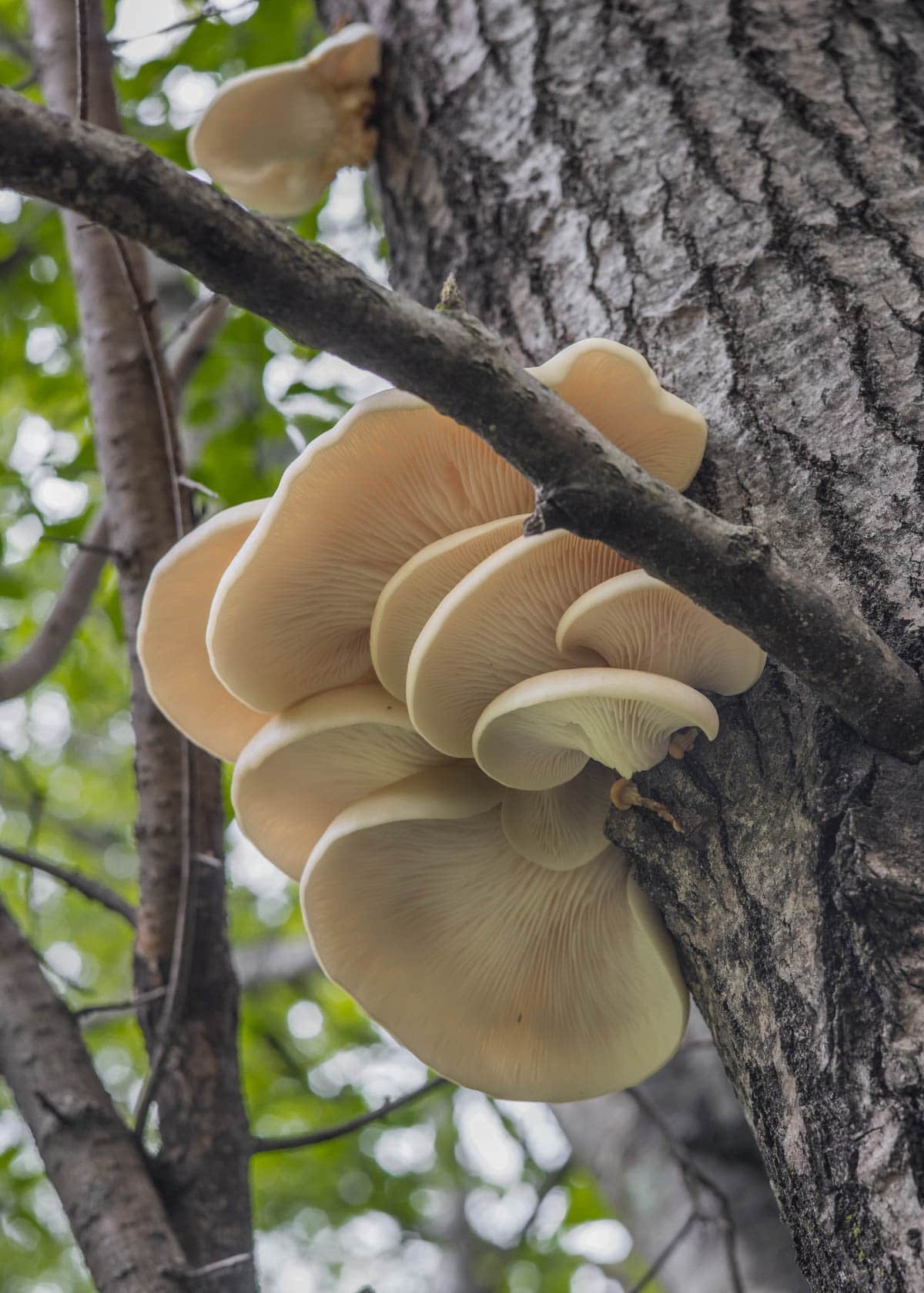 Oyster mushrooms (Pleurotus populinus) growing on an aspen tree in the spring. 