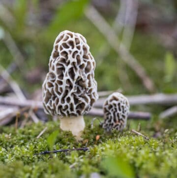 Very young grey morels growing in moss in the spring.