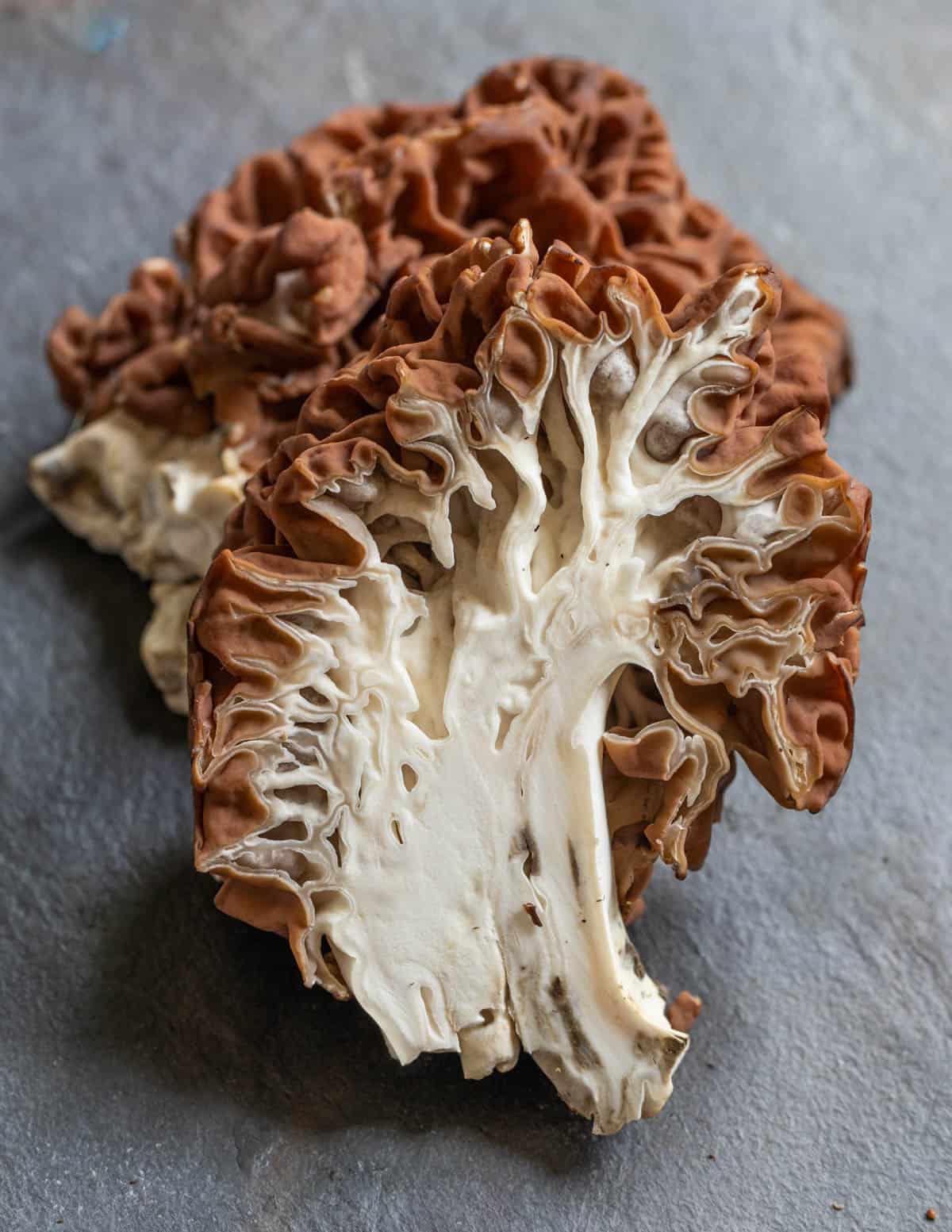 A close up image of Gyromitra caroliniana harvested in the spring cut in half to show the internal structure for identification. 