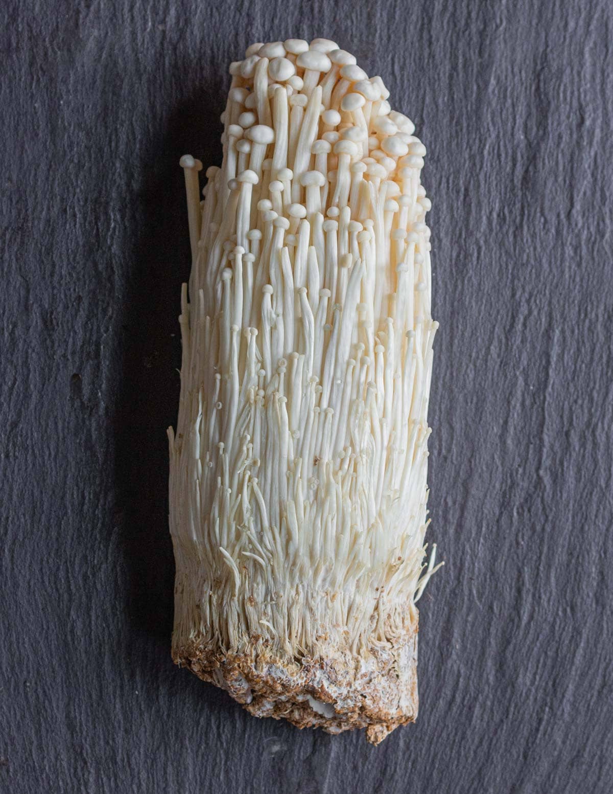 A cluster of white enoki mushrooms from a store on a slate background. 
