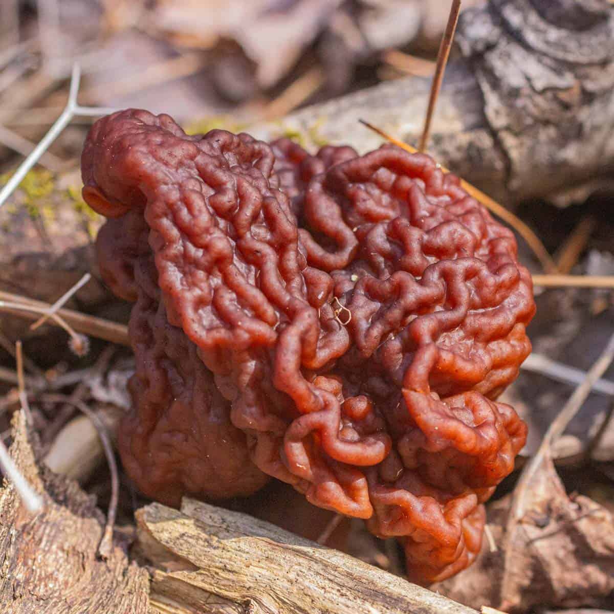 A close up image of Gyromitra esculenta growing in a logged forest in the spring. 