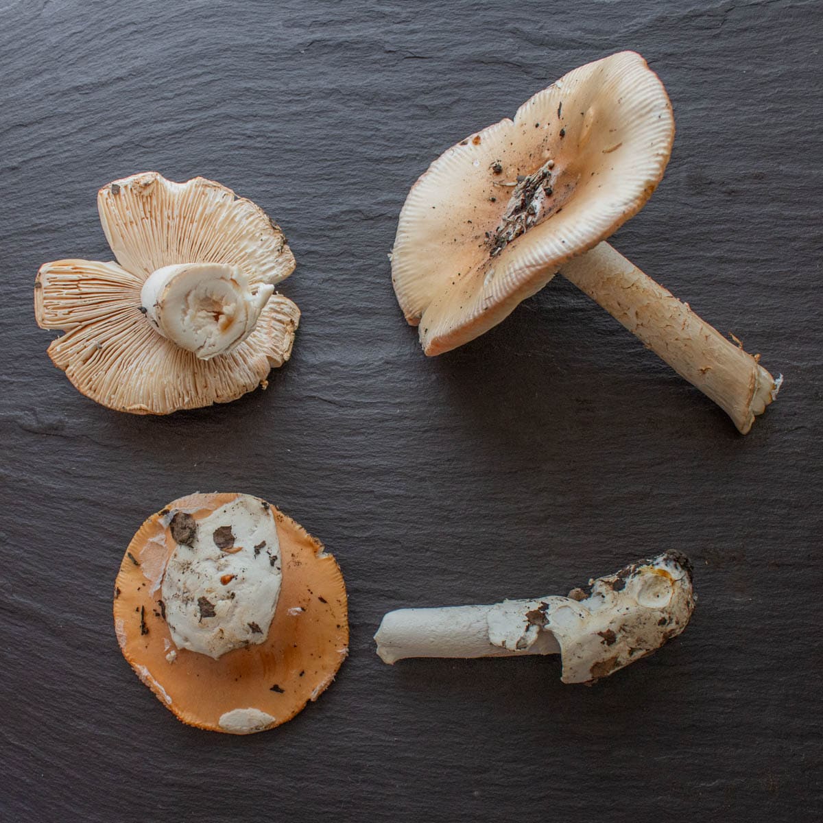 Edible amanita velosa mushrooms shown on a slate background for identification. 