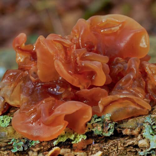 kikurage-wood-ear-mushroom