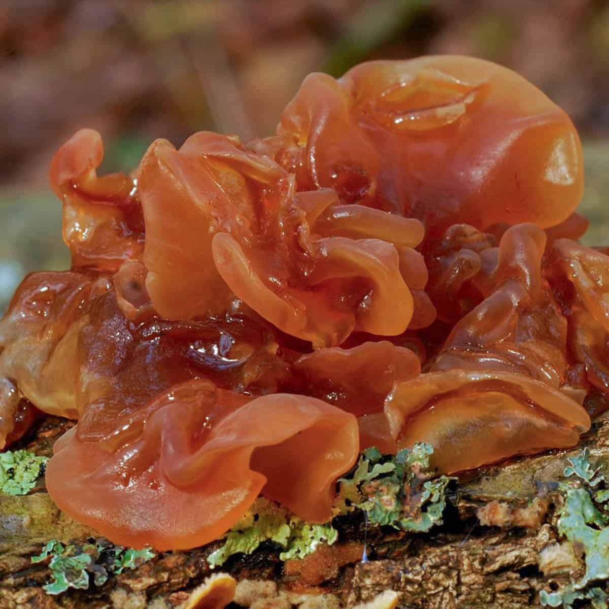Phaeotremella frondosa, a wood ear mushroom look a like growing on wood. 