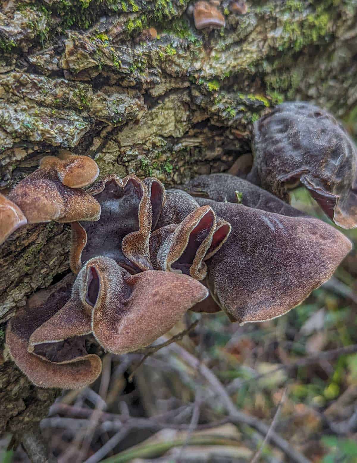 A. angiospermarum wood ear mushroom growing on a dead hardwood log like an oak. 