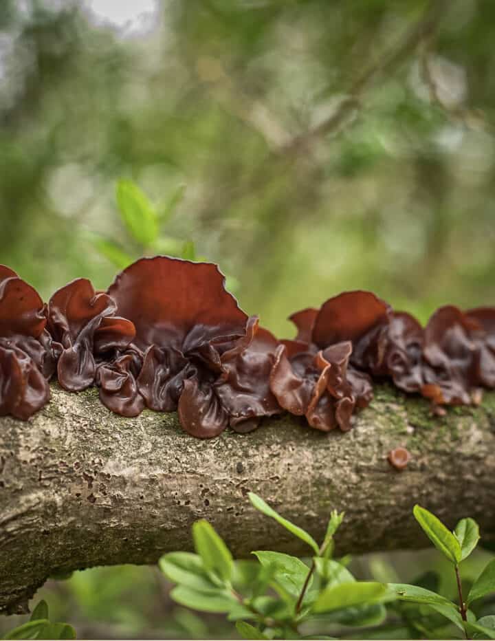 Kikurage / Wood Ear Mushroom