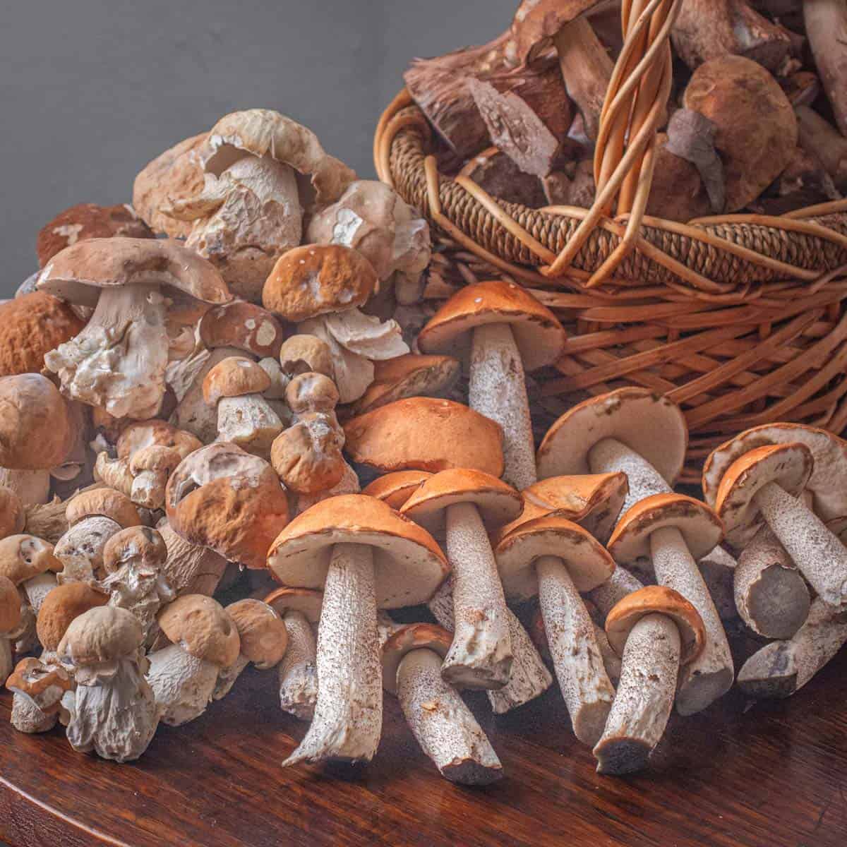 The Best Tasting Mushrooms (According to Professional Chefs