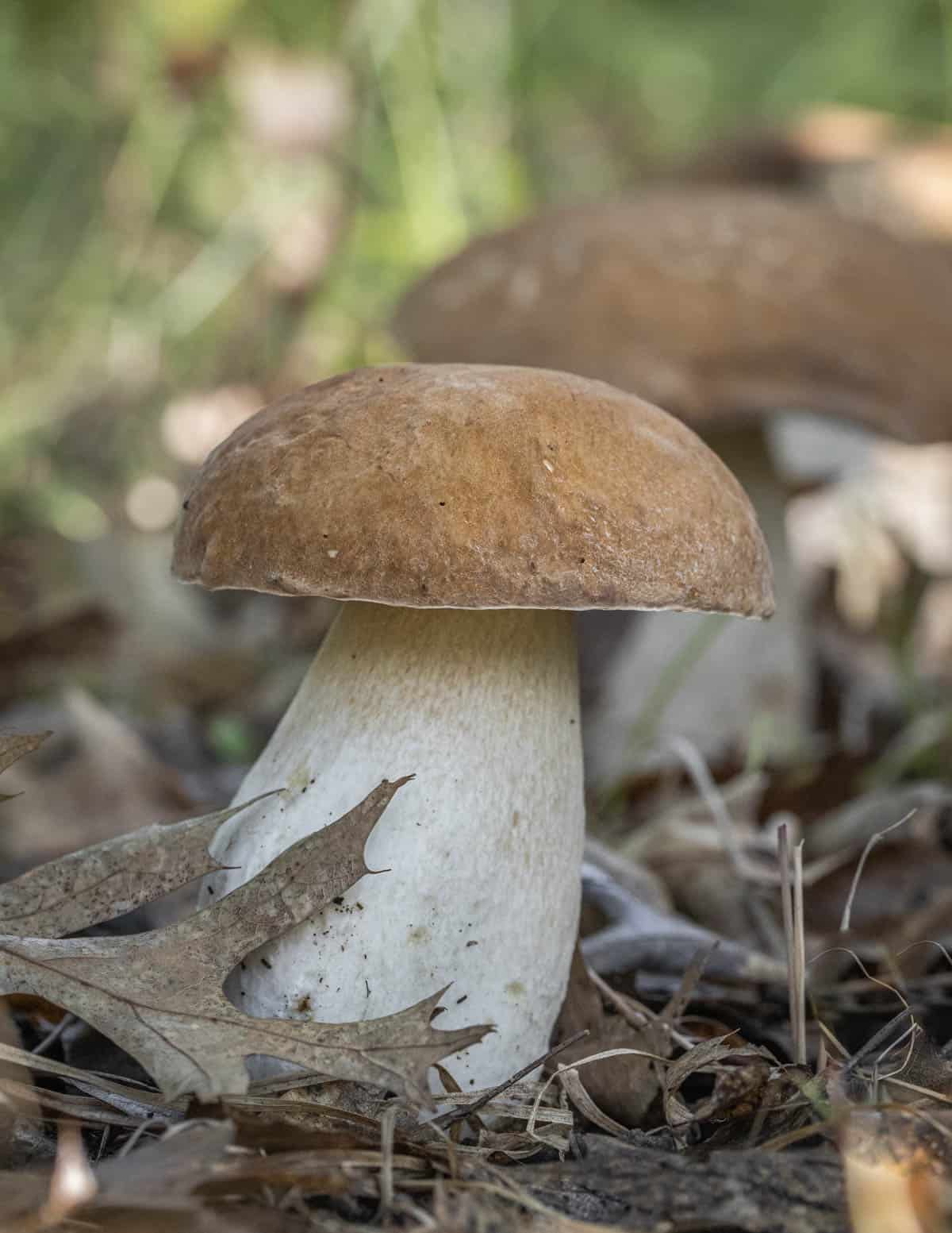 Fresh wild porcini or king bolete mushrooms growing in the woods. 
