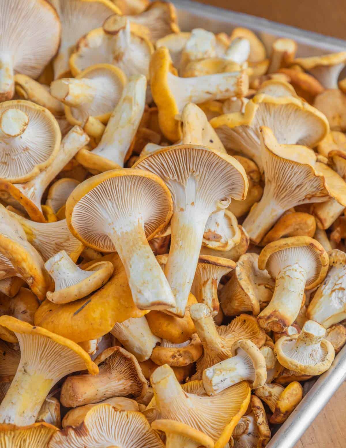 A large pile of golden chanterelle mushrooms (Cantharellus phasmatis) on a baking sheet. 