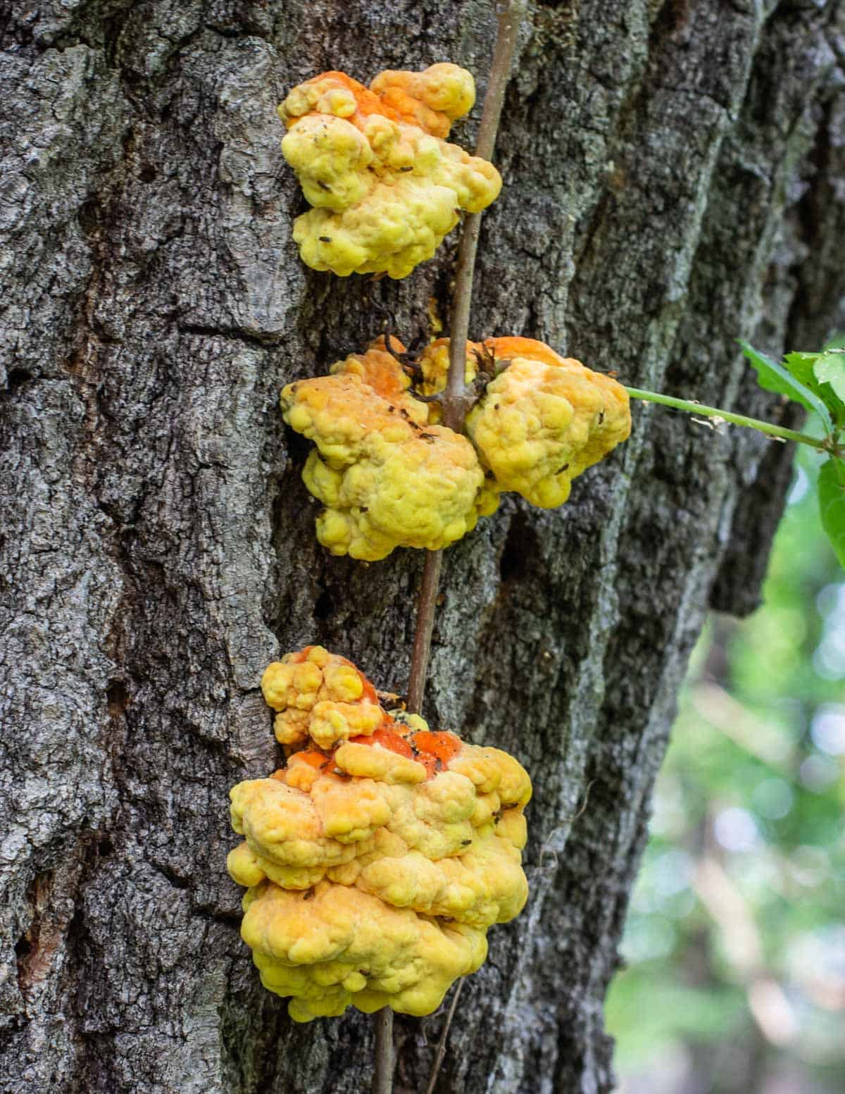 Yellow pored chicken of the woods (Laetiporus sulphureus) growing on an oak tree. 