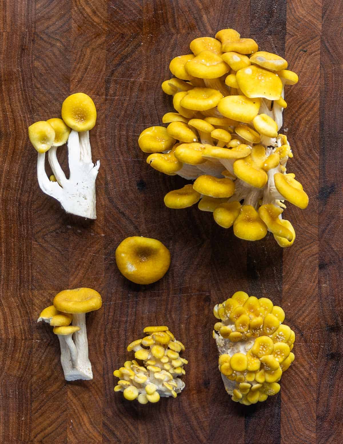 Fresh golden oyster mushrooms on a cutting board. 