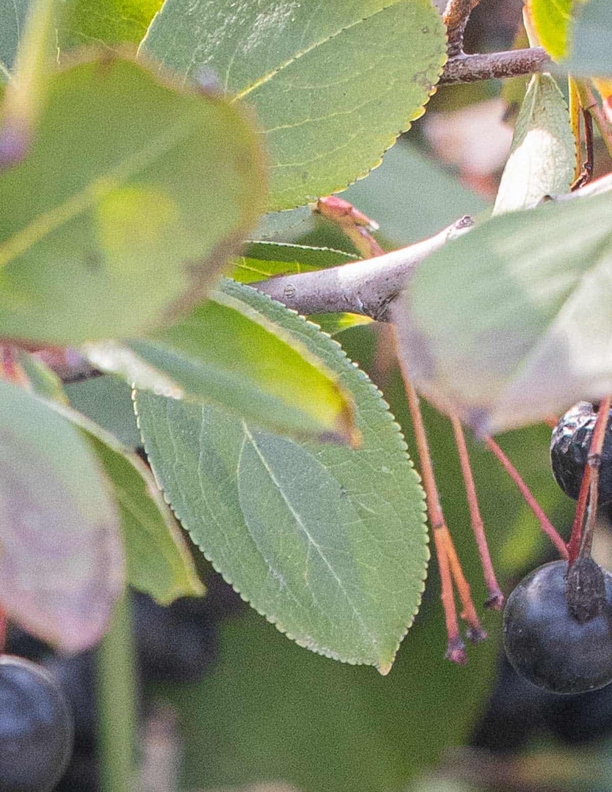 Close up image of chokeberry leaves (Aronia melanocarpa) showing serrated edges.