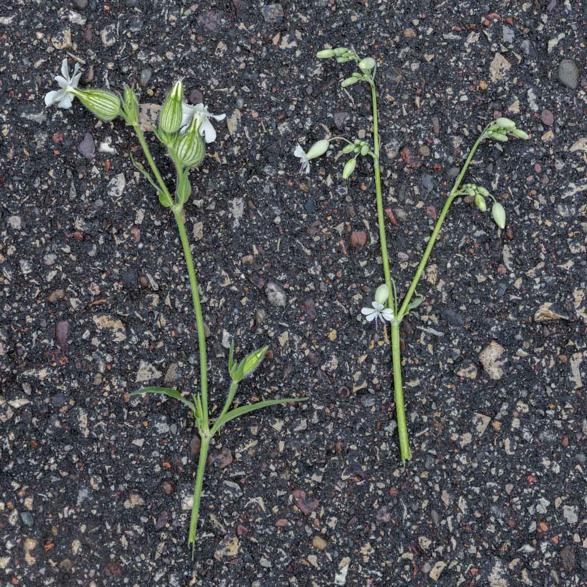 Bladder campion vs white campion on the ground. Silene vulgaris vs Silene latifolia. 