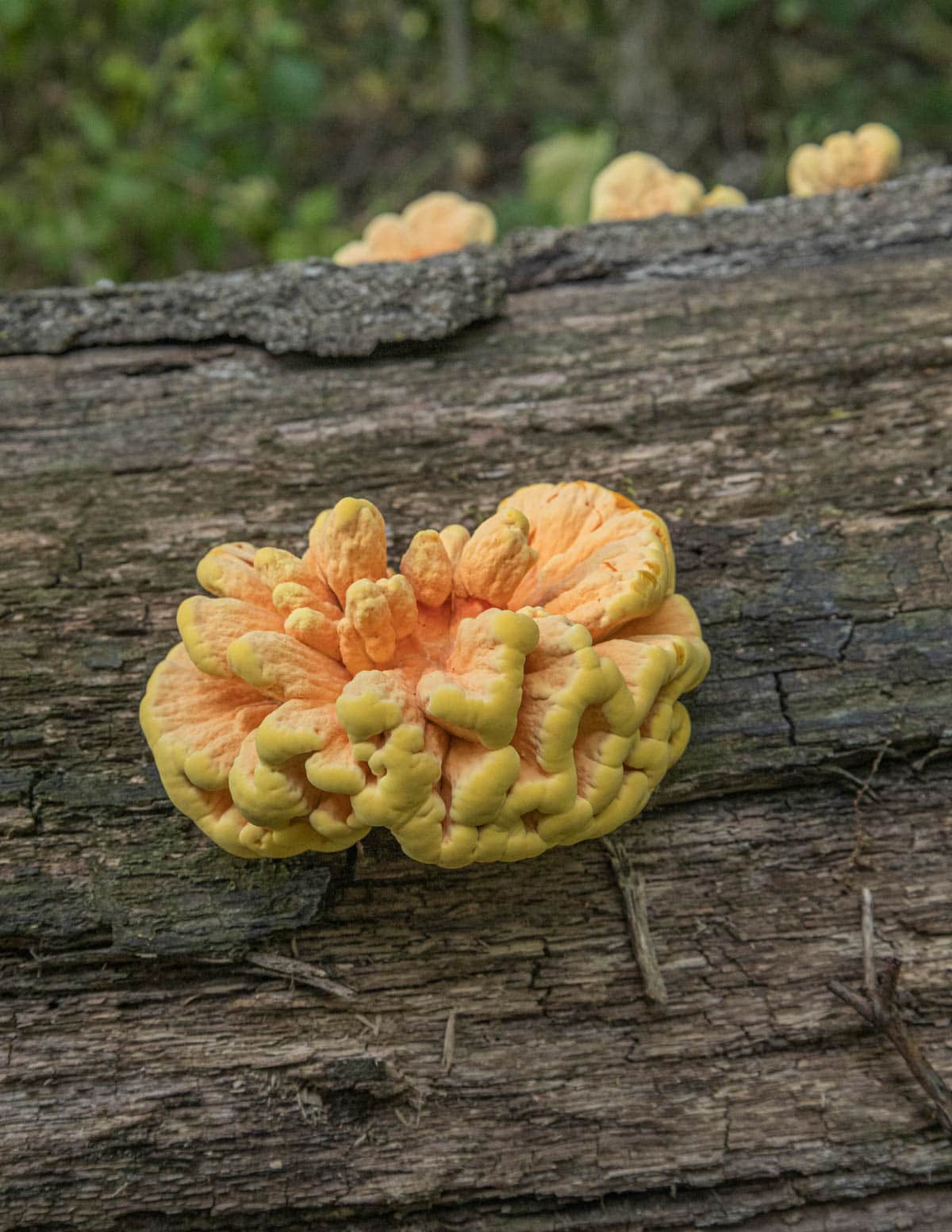 Wild sulphur shelf or chicken of the woods mushrooms (Laetiporus sulphureus) growing on an oak log. 