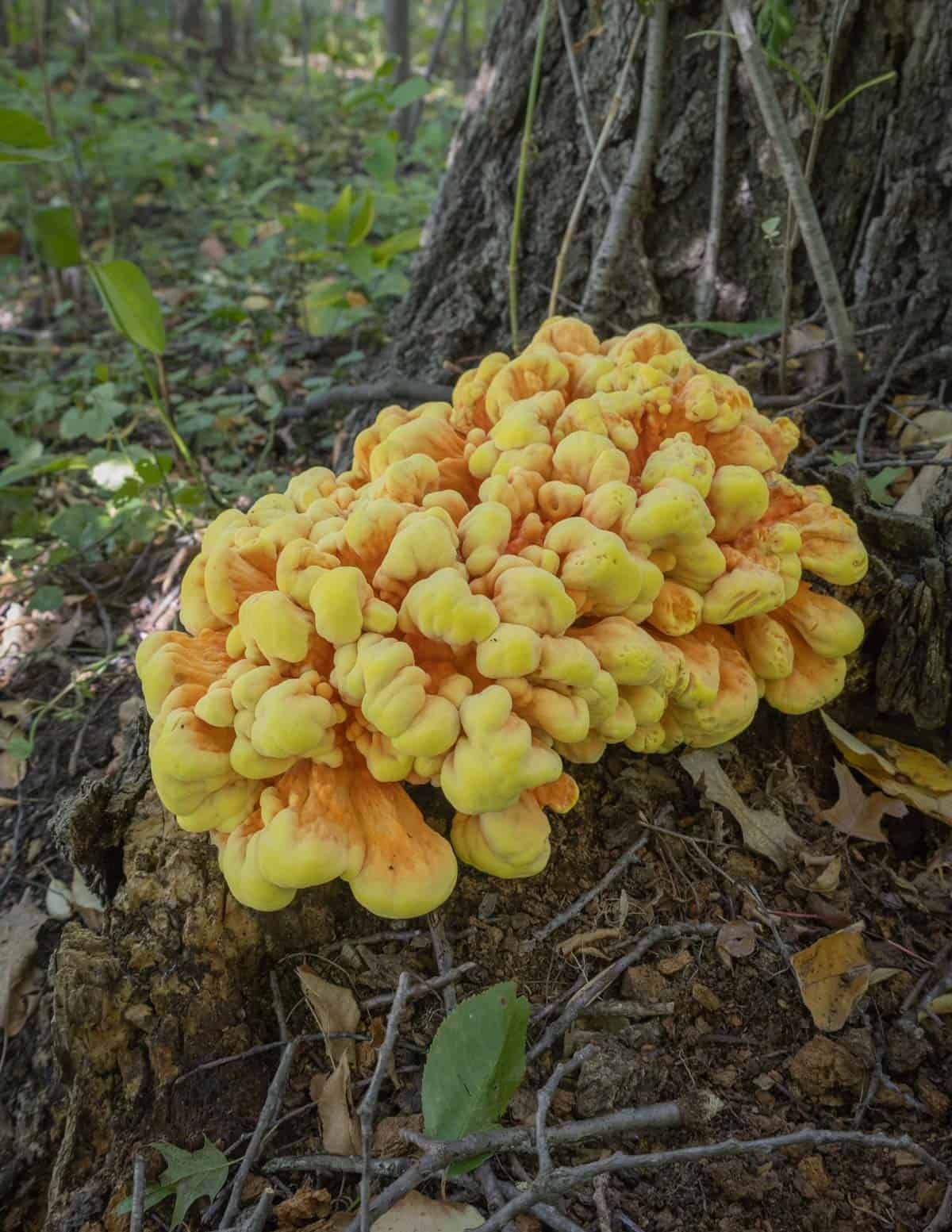 A very large, young chicken mushroom (Laetiporus sulphureus) growing on an oak stump. 