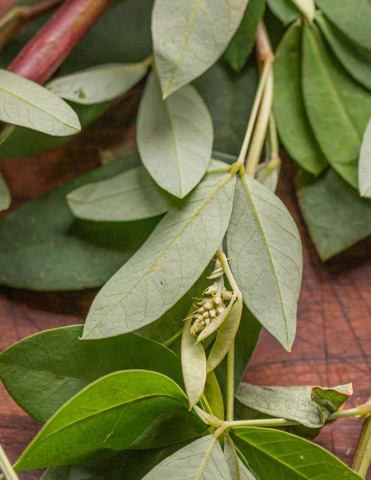 A close up picture of fresh chipilin leaves or hojas de chipilin. 
