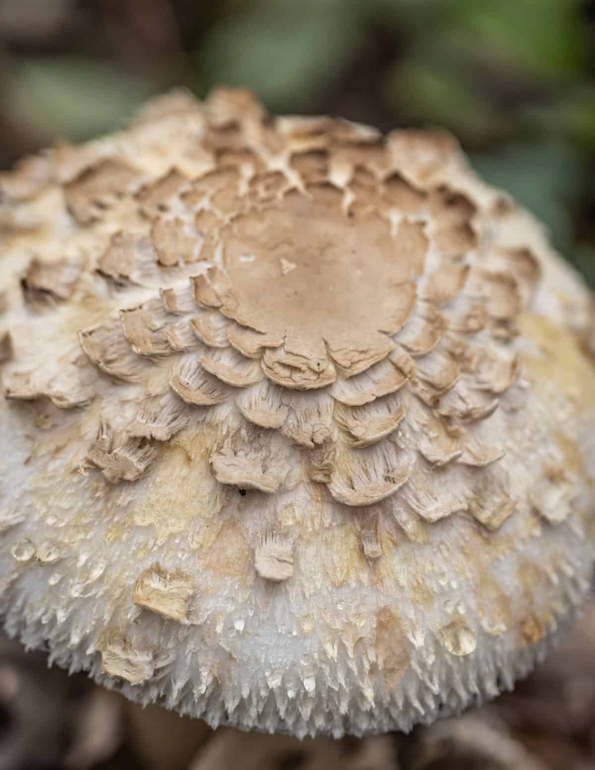 Shaggy parasol mushroom or Chlorophyllum rhacodes cap close up showing shaggy brown scales. 