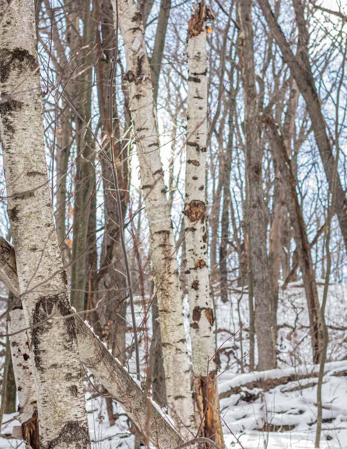 A picture of birch trees in a forest in the winter. 