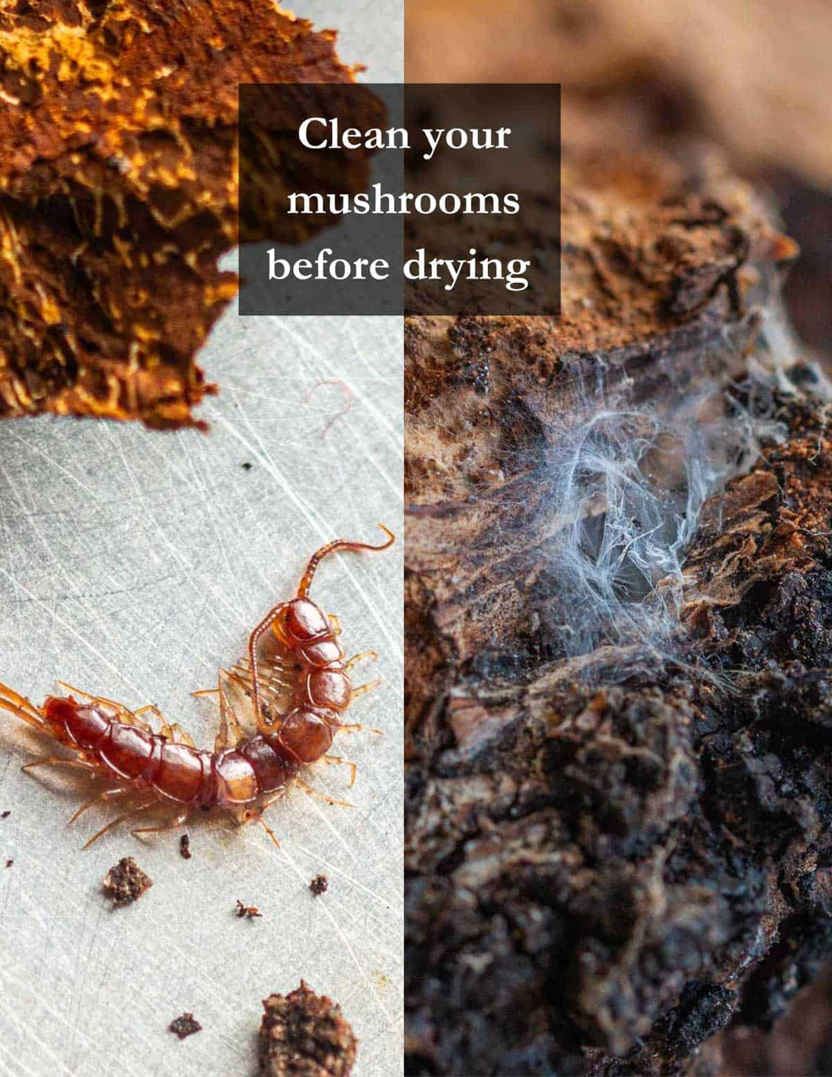 Two images put together showing reasons to clean chaga mushrooms, one showing a centipede, the other showing a cobweb on the outside of a chaga mushroom. There's a box of text overlayed on both images saying "clean your mushrooms". 