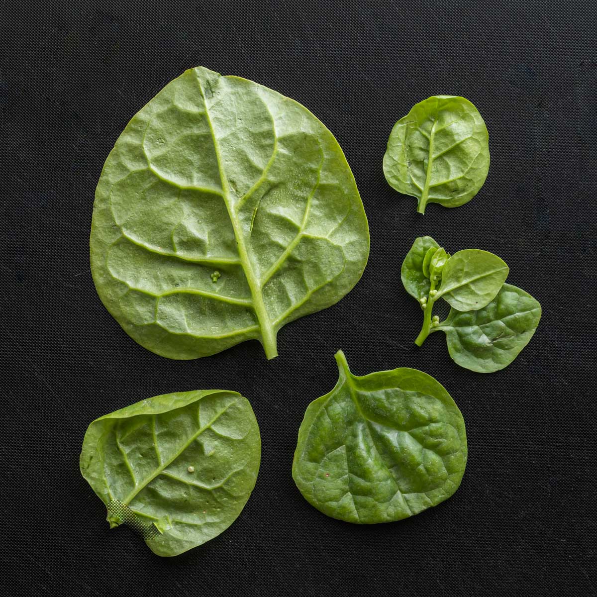 Malabar spinach leaves removed from the stem on a black background. 
