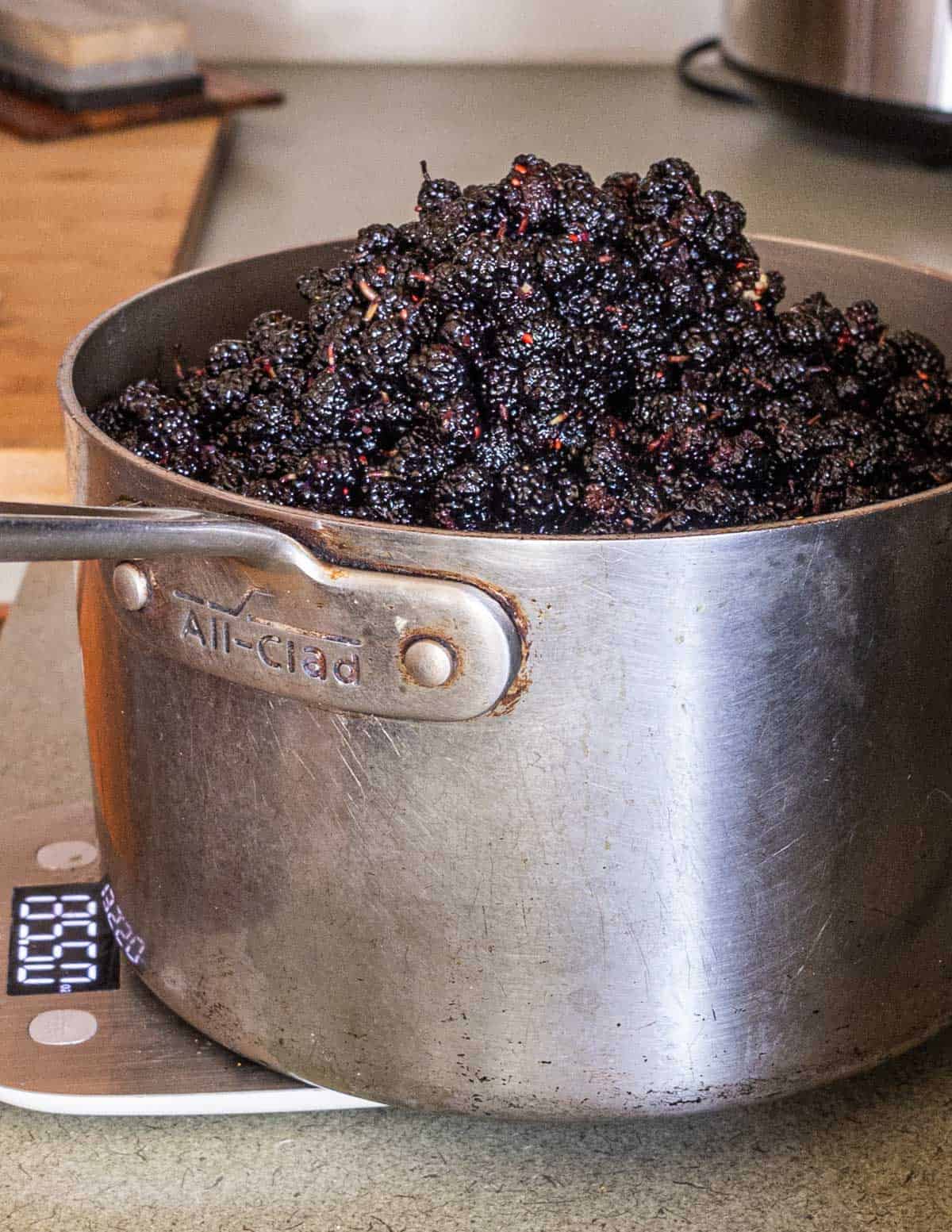 A pot filled to overflowing with fresh black mulberries. 