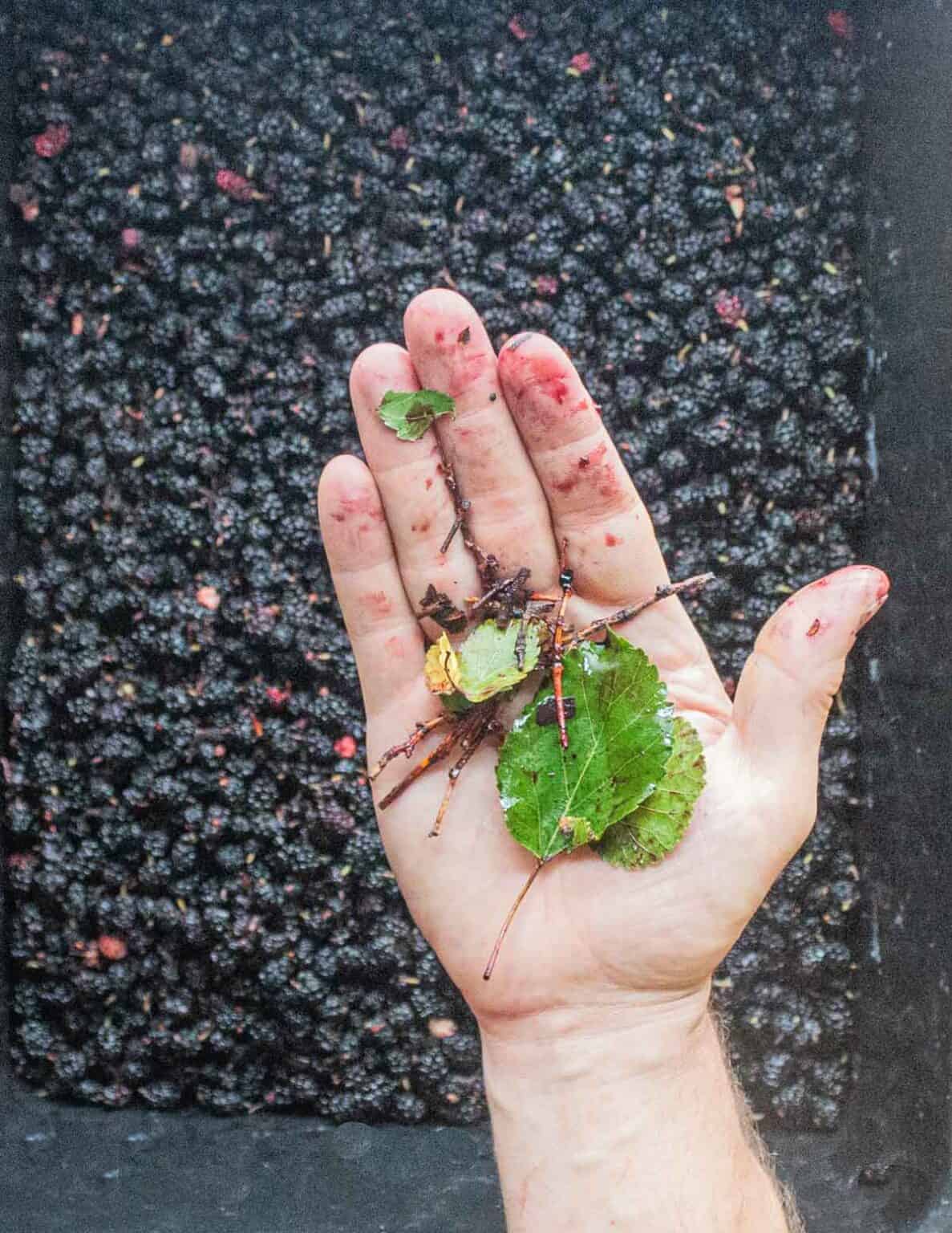 Homemade Mulberry Syrup or Molasses (Pekmez) - Forager | Chef 