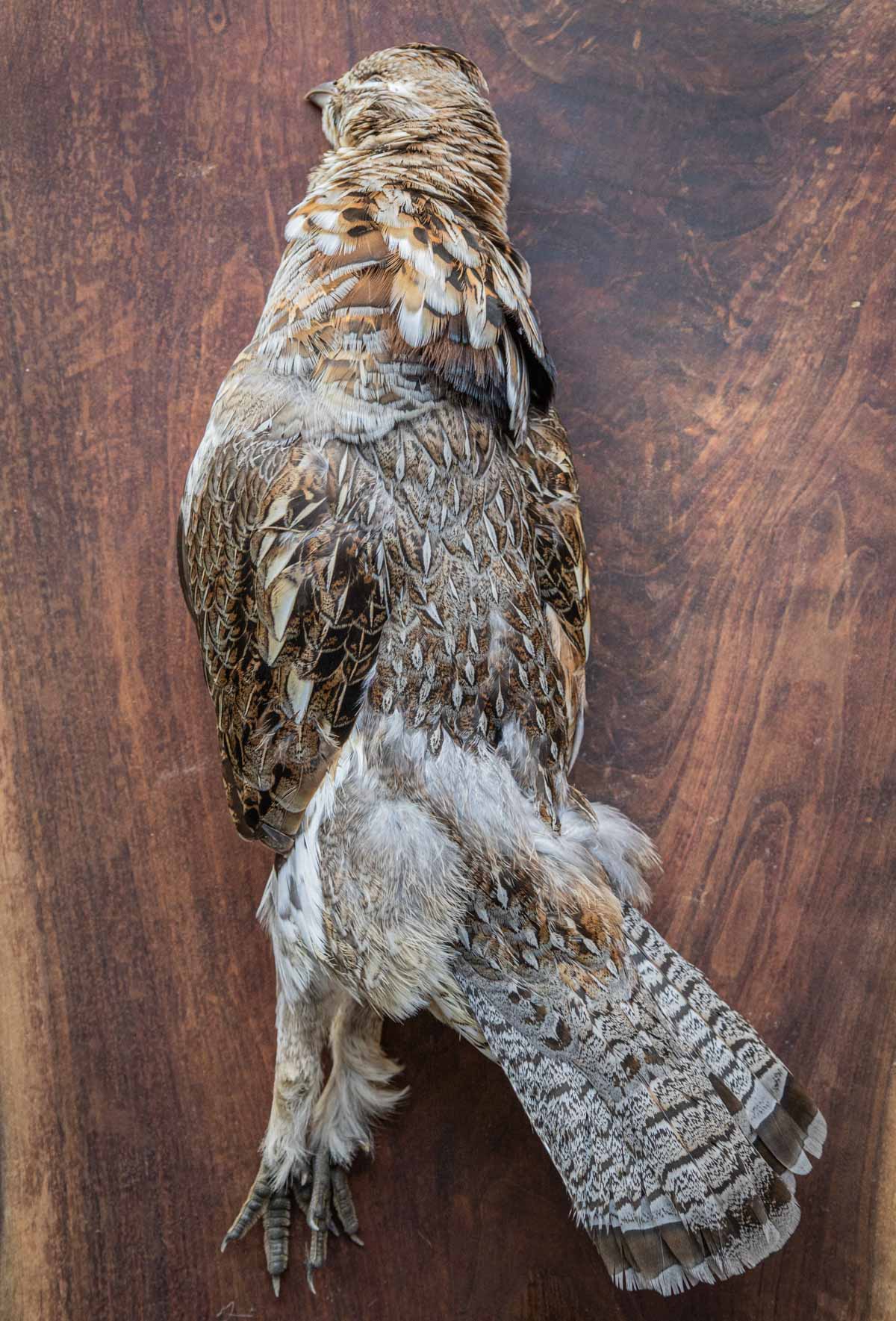 Sharptail grouse on a wooden cutting board. 