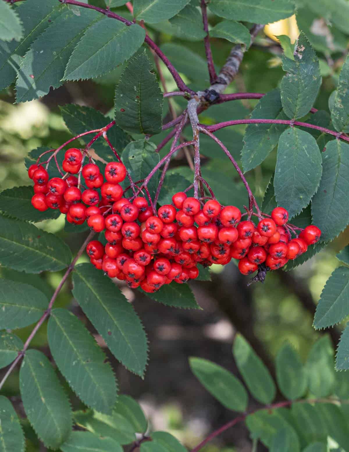 Red rowan berries on a tree (Sorbus aucuparia). a