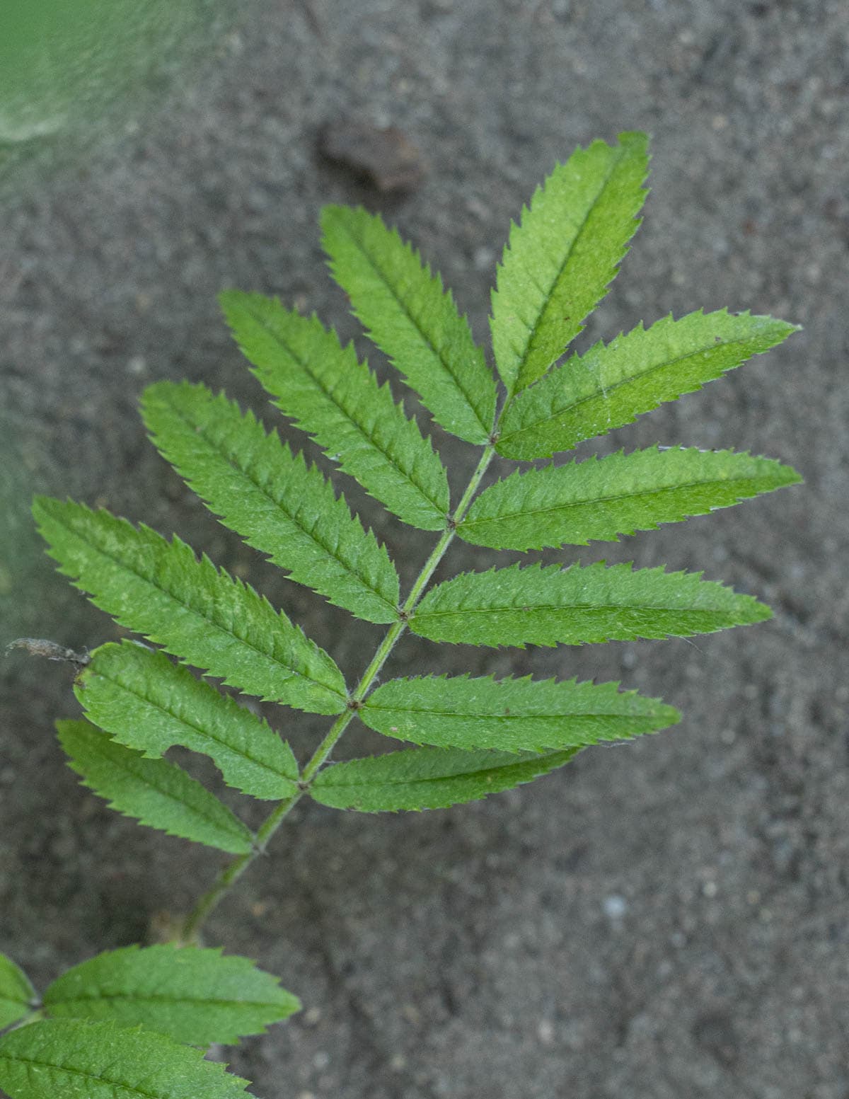 Close up image of the leaves of a rowan tree showing teeth on the edges. 