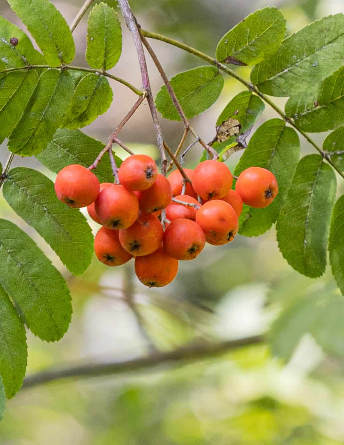 Rowan berries or Sorbus americana fruit growing on a tree. 