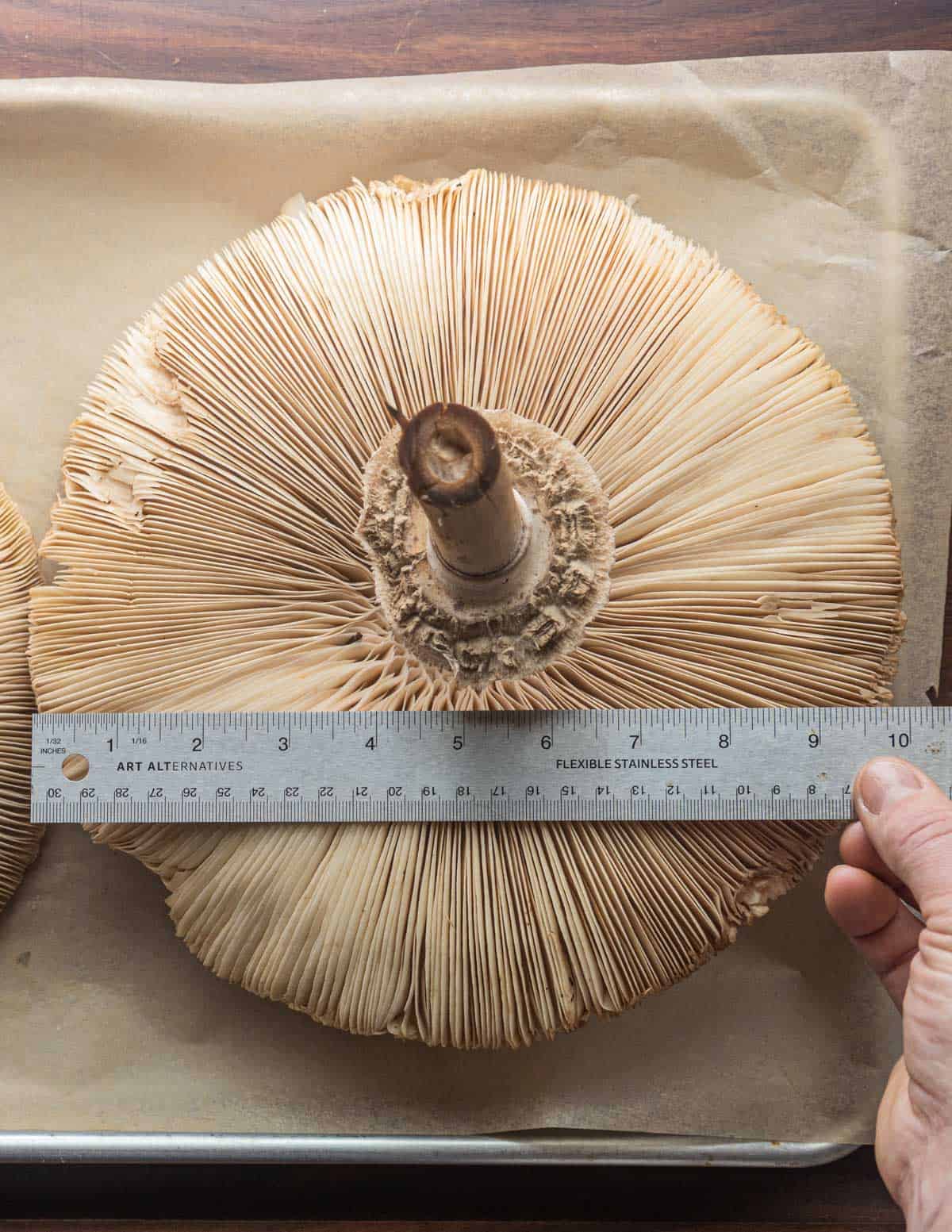 A large parasol mushroom next to a ruler to show the cap is over 10 inches across in diameter. 