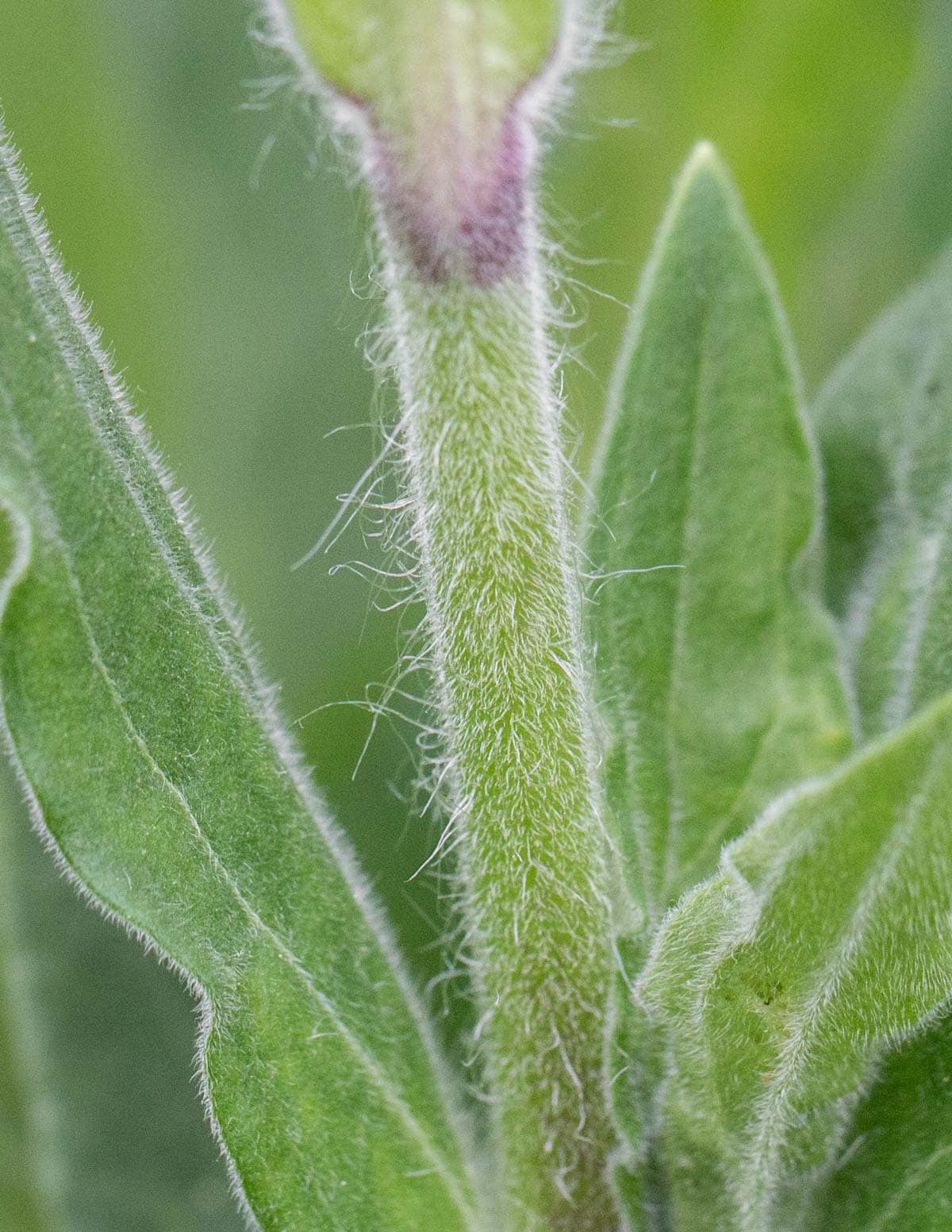 An image of white campion stems showing red coloration at the top of the node and pronounced hairy stems.