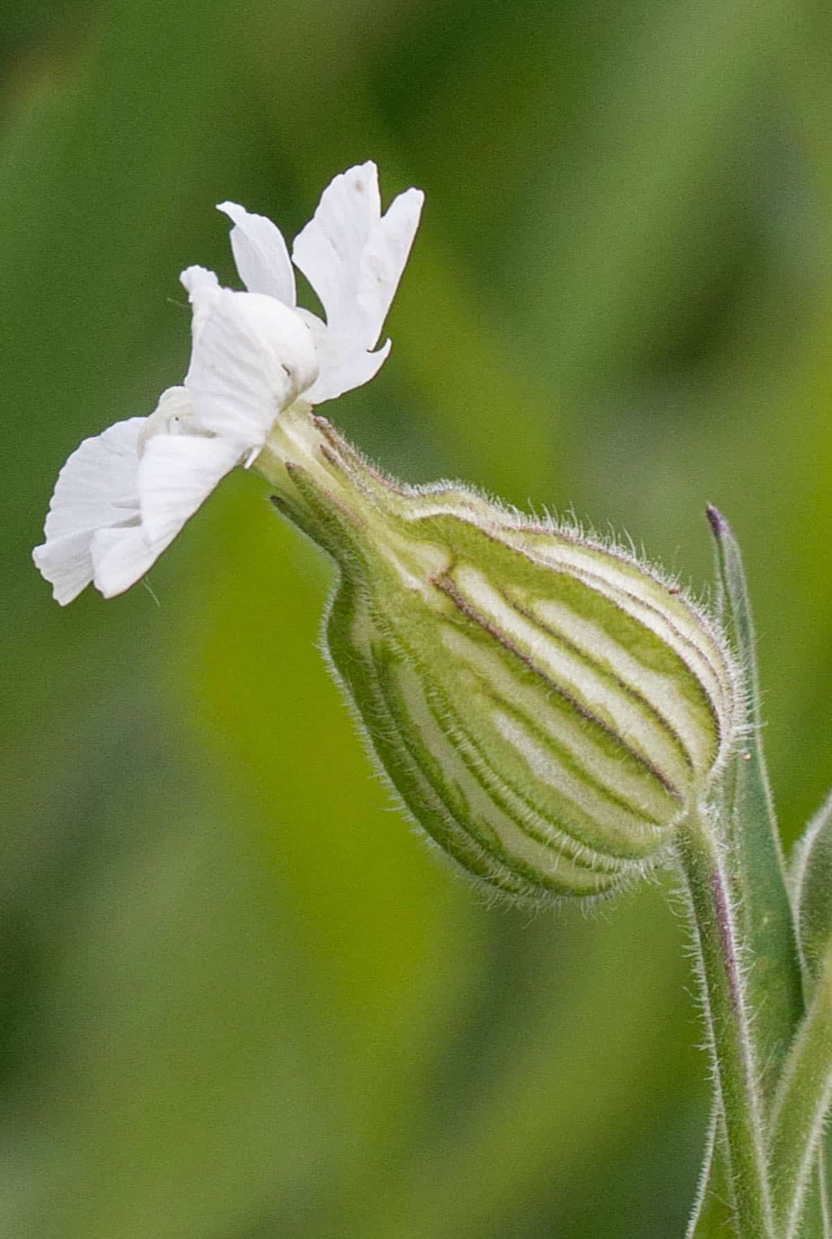 Close up image of female campion flowers showing white petals and veined, bloated calyx. 