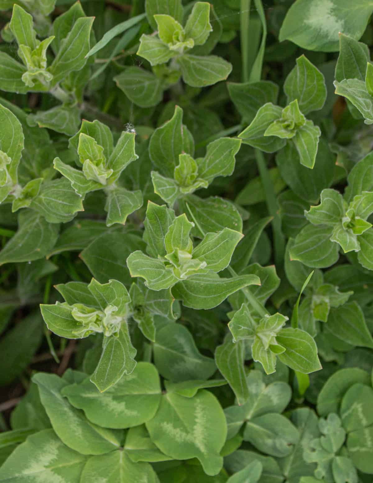 A top-down image of white campion leaves showing bird beak like tips. 