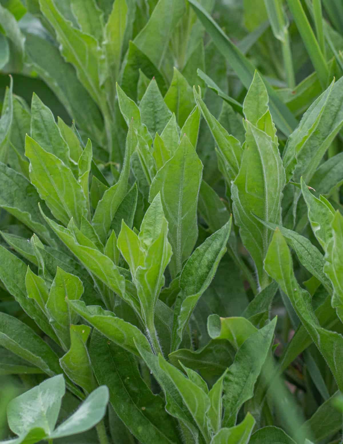 White campion leaves growing in a field in the summer. 